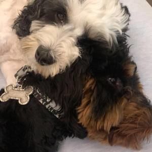 Meet your Posher, Peter